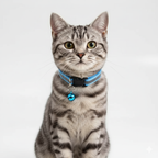 Un chat tabby est assis, portant fièrement un collier bleu clair réfléchissant avec une clochette, ses yeux fixant l'objectif.