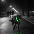Un chien noir portant un collier lumineux vert vif, marchant sur un chemin sombre la nuit avec des silhouettes de personnes floues en arrière-plan, mettant en évidence la visibilité du collier.